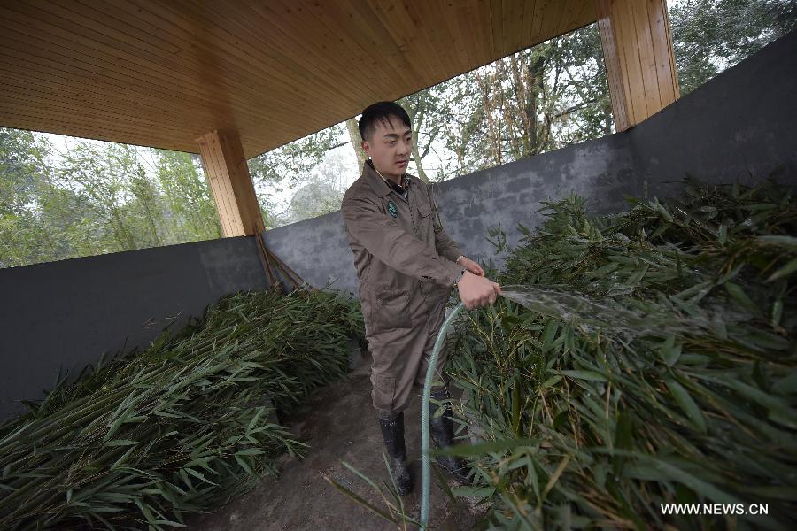 A working staff member washes bamboo for giant panda at the Bifeng Gorge Base of China Conservation and Research Center for the Giant Panda (CCRCGP) in Ya'an City, southwest China's Sichuan Province, Jan. 8, 2014. The CCRCGP has done lots of canine distemper control and prevention work recently to make sure the safety of giant panda population. [Photo/Xinhua]