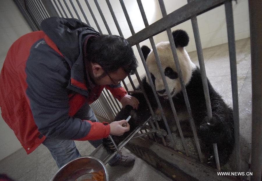 A working staff member draws blood from a giant panda at the Bifeng Gorge Base of China Conservation and Research Center for the Giant Panda (CCRCGP) in Ya'an City, southwest China's Sichuan Province, Jan. 8, 2014. The CCRCGP has done lots of canine distemper control and prevention work recently to make sure the safety of giant panda population. [Photo/Xinhua] 