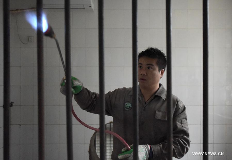 A working staff member sterilizes the living environment of giant panda at the Bifeng Gorge Base of China Conservation and Research Center for the Giant Panda (CCRCGP) in Ya'an City, southwest China's Sichuan Province, Jan. 8, 2014. The CCRCGP has done lots of canine distemper control and prevention work recently to make sure the safety of giant panda population. [Photo/Xinhua] 