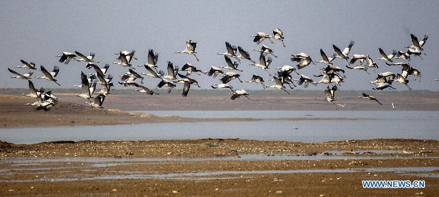 Grey cranes fly over the Poyang Lake in Jiujiang City, east China's Jiangxi Province, Jan. 8, 2015. The Poyang Lake, China's largest freshwater lake, witnessed the arrival of an increasing number of migratory birds in the winter time. [Photo/Xinhua] 