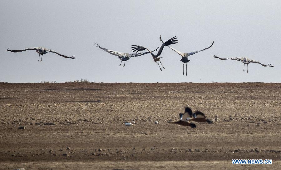 Grey cranes fly over the lakeside of the Poyang Lake in Jiujiang City, east China's Jiangxi Province, Jan. 8, 2015. The Poyang Lake, China's largest freshwater lake, witnessed the arrival of an increasing number of migratory birds in the winter time. [Photo/Xinhua] 