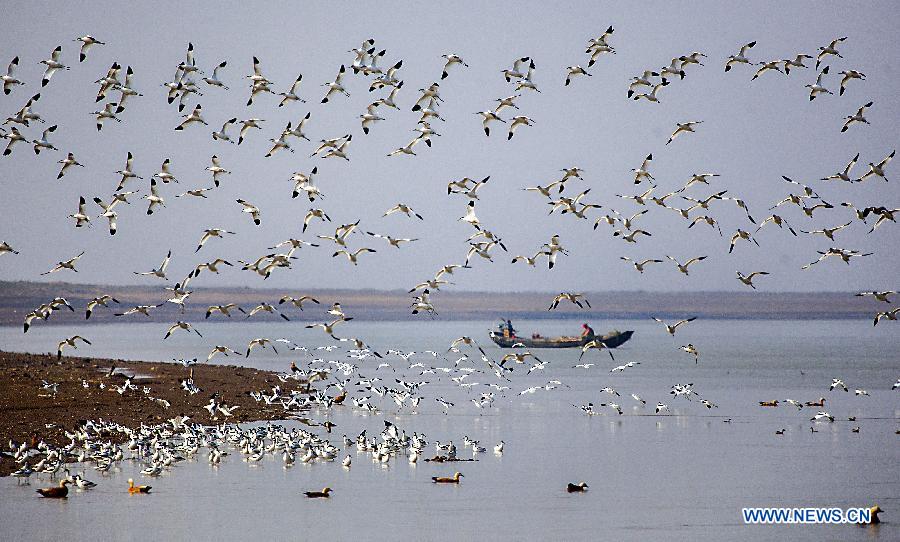 Pied avocets fly over the Poyang Lake in Jiujiang City, east China's Jiangxi Province, Jan. 8, 2015. The Poyang Lake, China's largest freshwater lake, witnessed the arrival of an increasing number of migratory birds in the winter time. [Photo/Xinhua] 
