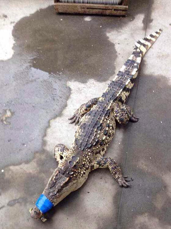 A crocodile is served as food at a recent wedding banquet in Xiaoshan city, east China's Zhejiang province. [Photo/Southcn.com]