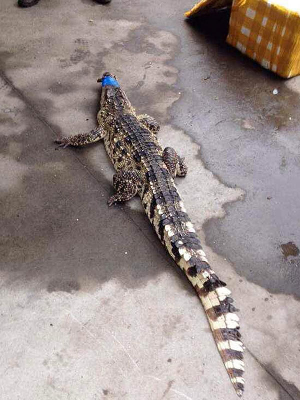 A crocodile is served as food at a recent wedding banquet in Xiaoshan city, east China's Zhejiang province. [Photo: Southcn.com]