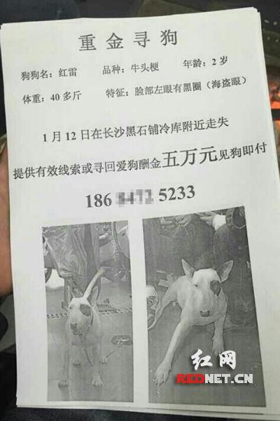 Photo shows the notice for missing dog. [Photo/rednet.cn]