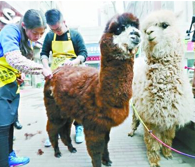 Two alpacas attract attention from passers-by as they are groomed by employees of a pet store in Wuhan, Hubei province, on Monday.