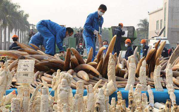 Officers from the State Forestry Administration and the General Administration of Customs, destroy 6.1 ton of illegal ivory items in Dongguan, Guangdong province, ranging from elephant tusks, to smaller carved ivory items, Jan 6, 2014. [Photo by Wang Zhen/Asianewsphoto]
