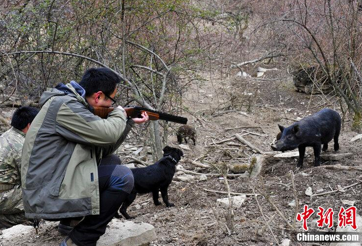 A legal hunting ground has entered operation in Mianyang, Sichuan in southwest China, after a period of trial operation since 2013. 