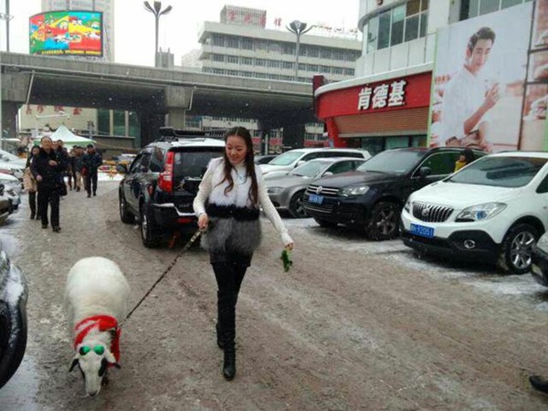 A woman walks her sheep on a street in Urumqi, Northwest China's Xinjiang autonomous region on Jan 25. [Photo/Weibo] 