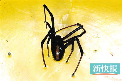 A venomous spider hidden in a container shipped from Australia was intercepted recently by the entry-exit inspection and quarantine authorities in Guangzhou, marking the first such high-risk case in Guangdong and the second across China.