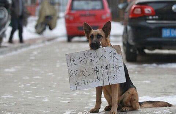 The dog holds a sign in her mouth in the streets of Jilin, Jilin province. [Photo/enews.xwh.cn] 