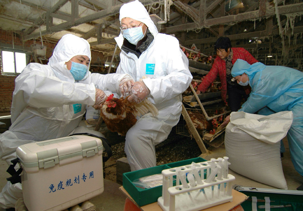 Technicians collect blood from a chicken to help poultry feeders disinfect the farm in Linghai, Liaoning province, Jan 20, 2015. [Photo/China Daily] 
