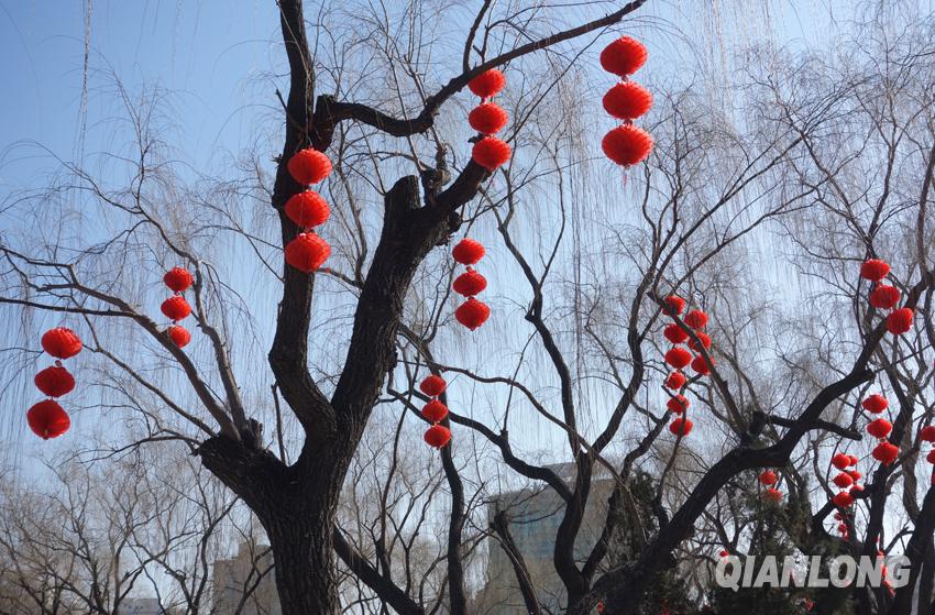 2月11日,记者走进北京龙潭湖公园,一排排红灯笼高高挂起,吉庆的气氛