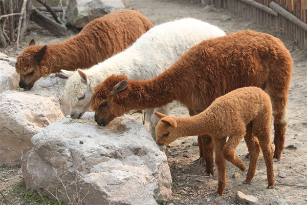 Alpacas tuck into their breakfast yesterday morning at Shanghai Zoo, including a baby which is only 21-days-old.[Shanghai Daily]