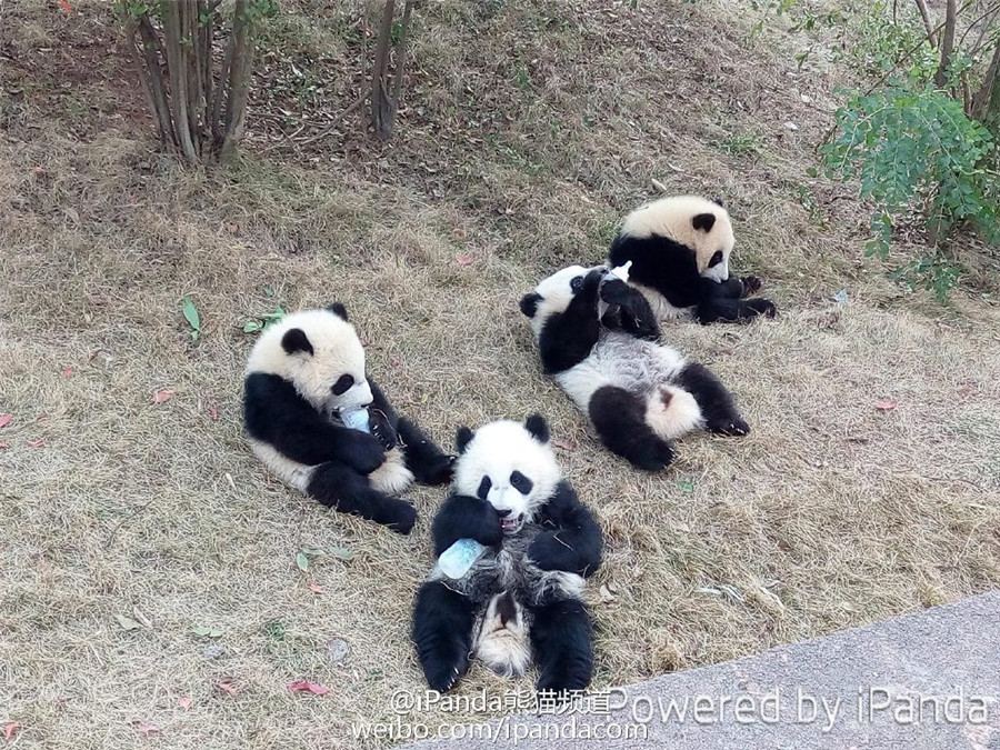 近日，iPanda熊猫频道官方微博发布一组趣图，五只熊猫宝宝抱着瓶瓶奶躺在草地上，尽显萌态。微博调侃道：“熊生最幸福的事——有喝不完的瓶瓶奶”。[Weibo.com]