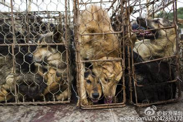 Dogs kept in crowded cages. [Photo/Sina Weibo]