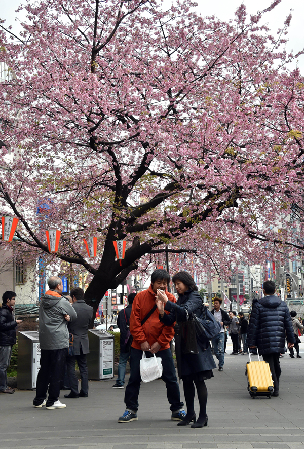Tokyo Weather: from Spring Cherry Blossoms in March to November