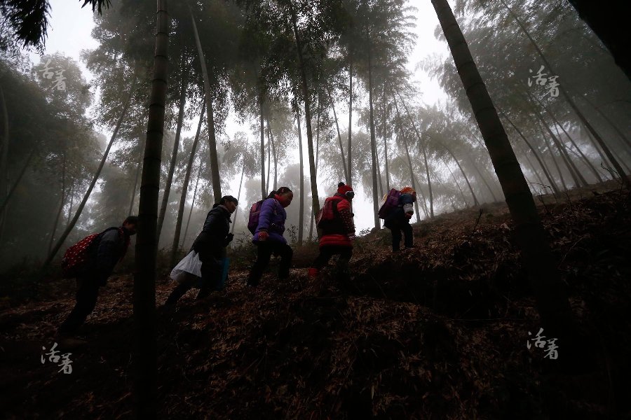 Students at Dalishan elementary school walk to their school on the mountain in the morning. [Photo/qq.com] 