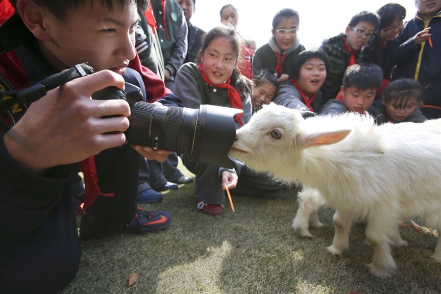 Pupils from Hongqiao Middle School in Changning District play with a pair of kid goats yesterday as part of a campaign by Shanghai Zoo to raise people’s awareness of animal rights. The zoo plans to hold a range of activities at 11 schools in the city in the first half of the year. — Wang Rongjiang
