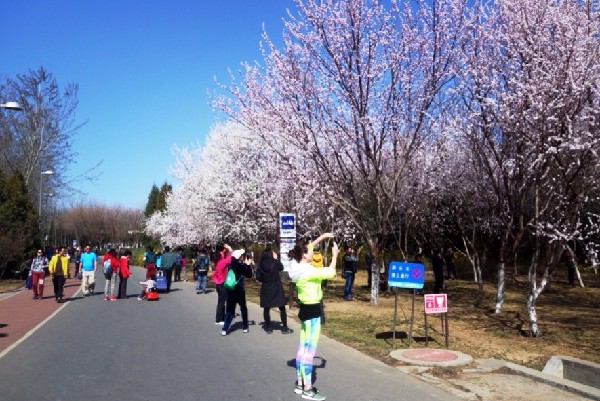 Tourists visit Beijing Olympic Forest Park on an early spring day in Beijing, March 21, 2015. [Photo by Song Wei/chinadaily.com.cn] 