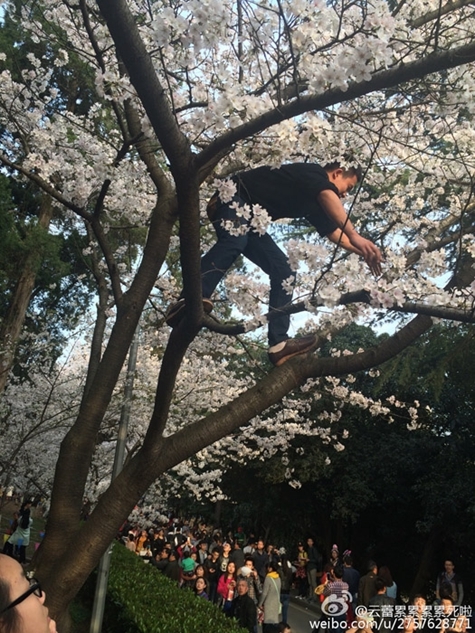 A man climbs up to a tree to create 'a cherry blossom rain” at Wuhan University, Central China's Hubei province. [Photo/Sina Weibo]