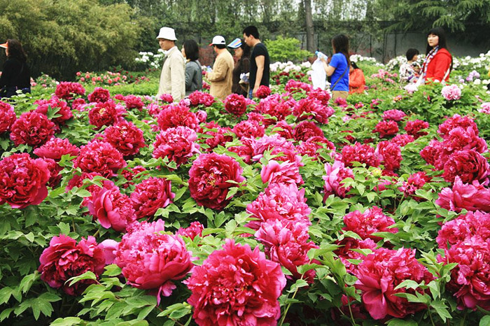 Visitors walk among the peonies in Luoyang of Central China's Henan province. [Photo / Mu Mian]