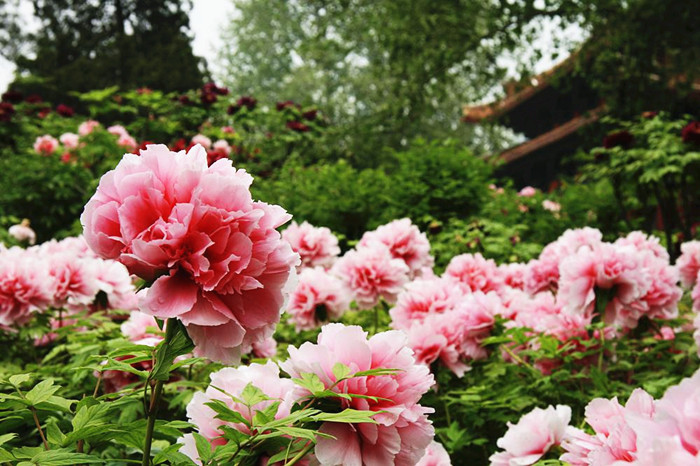 Pink peonies are in full bloom in Luoyang. [Photo / Mu Mian]