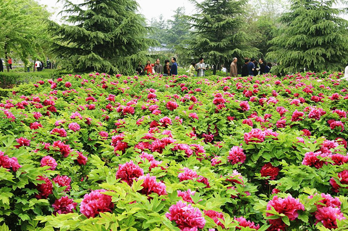 Visitors walk among a field of peonies in Luoyang. [Photo / Mu Mian] 