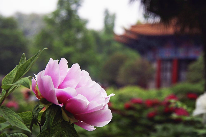 A peony represented wealth and social status in ancient China. [Photo / Mu Mian] 