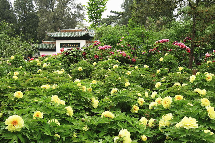 A large field of of yellow peonies. [Photo / Mu Mian]