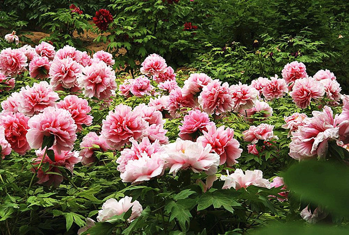 Ancient Chinese poets like to use the peony to describe beautiful ladies. These pink flowers look like elegant beauties. [Photo / Mu Mian]