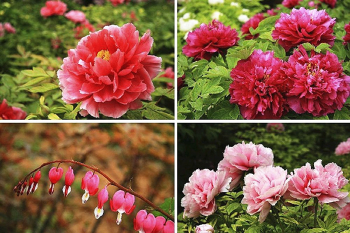 There are over 600 kinds of peonies in Luoyang. [Photo / Mu Mian] 