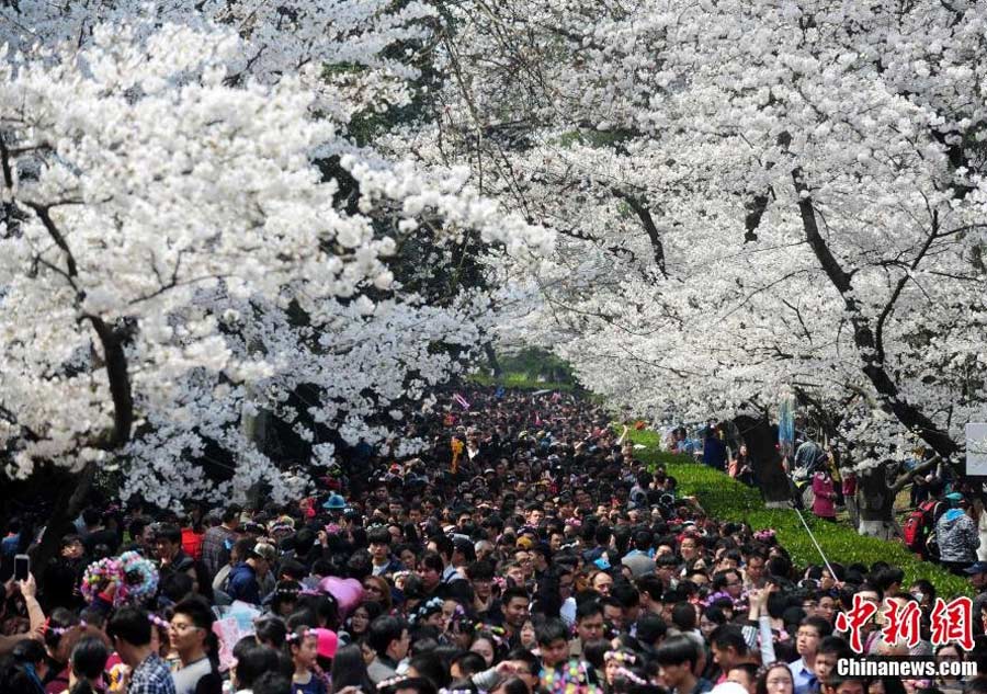 Thousands of cherry blossom lovers crowd a 200-meter-long path at Wuhan University in Hubei province on Saturday, turning the usually quiet campus into a crowded park. It was estimated that more than 100,000 visitors made their way to the annual event, March 21 2015.[Photo/Chinanews.com]