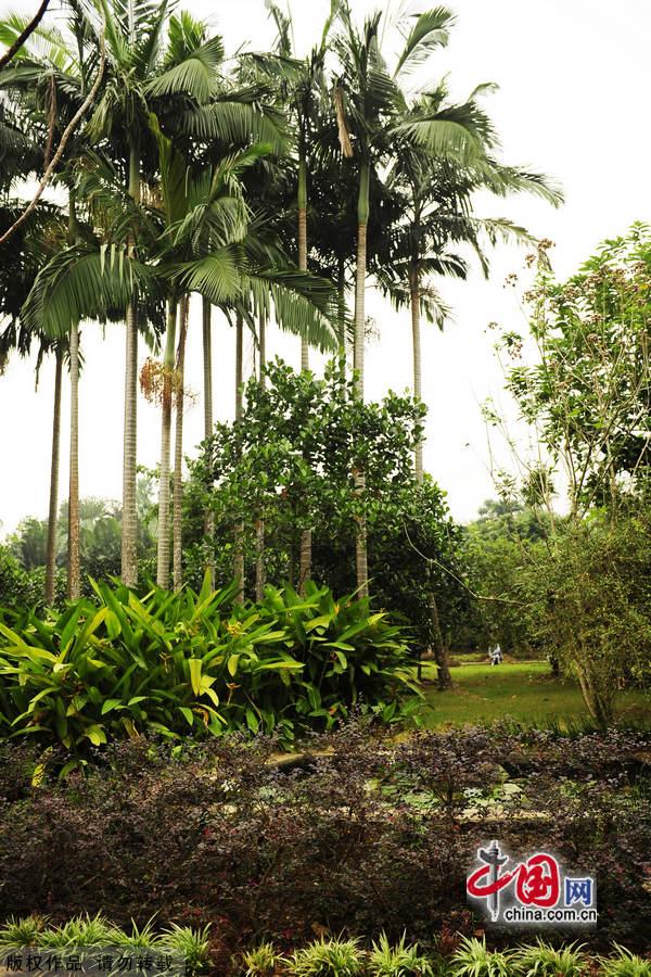 Located in Xinglong town, about one and a half hour's drive from Sanya in Hainan Province, Xinglong Tropical Botanical Garden was built in 1957. Covering an area of 400,000 square meters, it boasts 1,200 tropical plants. The botanic garden not only is an important agricultural base, but also a famous tourist spot. [China.org.cn] 