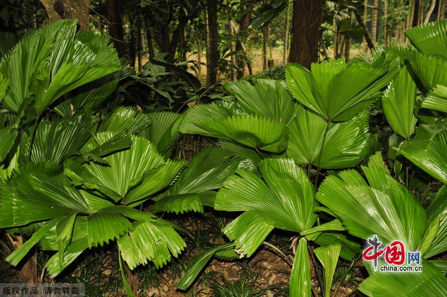 Located in Xinglong town, about one and a half hour's drive from Sanya in Hainan Province, Xinglong Tropical Botanical Garden was built in 1957. Covering an area of 400,000 square meters, it boasts 1,200 tropical plants. The botanic garden not only is an important agricultural base, but also a famous tourist spot. [China.org.cn] 