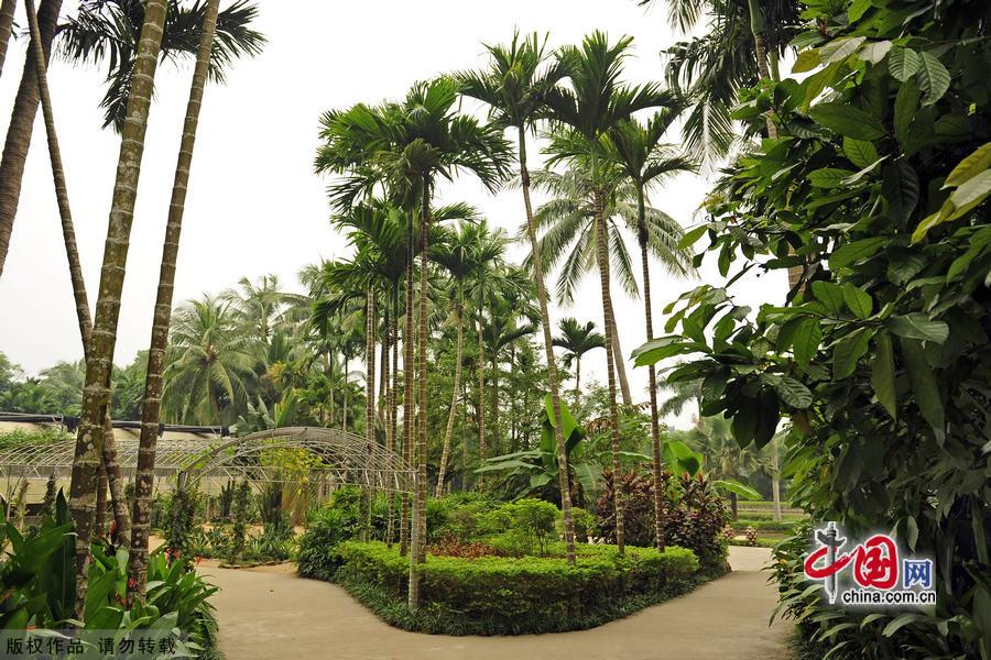 Located in Xinglong town, about one and a half hour's drive from Sanya in Hainan Province, Xinglong Tropical Botanical Garden was built in 1957. Covering an area of 400,000 square meters, it boasts 1,200 tropical plants. The botanic garden not only is an important agricultural base, but also a famous tourist spot. [China.org.cn] 