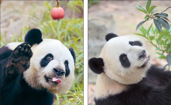 Giant pandas Yalin (left) and Shurong at the Chengdu Research Base of Giant Panda Breeding in southwest China's Sichuan Province are chosen out of 55 candidates yesterday as gifts to Macao following three months of deliberation.[Xinhua]