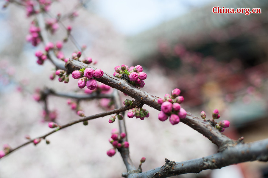 Flowers bloom and green leaves reappear on trees' twigs at Tanzhe Temple, a Buddhist monastery in Beijing's western suburb, in full spring. [Photo by Chen Boyuan / China.org.cn]