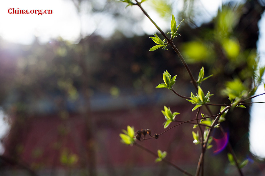 Flowers bloom and green leaves reappear on trees' twigs at Tanzhe Temple, a Buddhist monastery in Beijing's western suburb, in full spring on Thursday, April 2, 2015. [Photo by Chen Boyuan / China.org.cn]