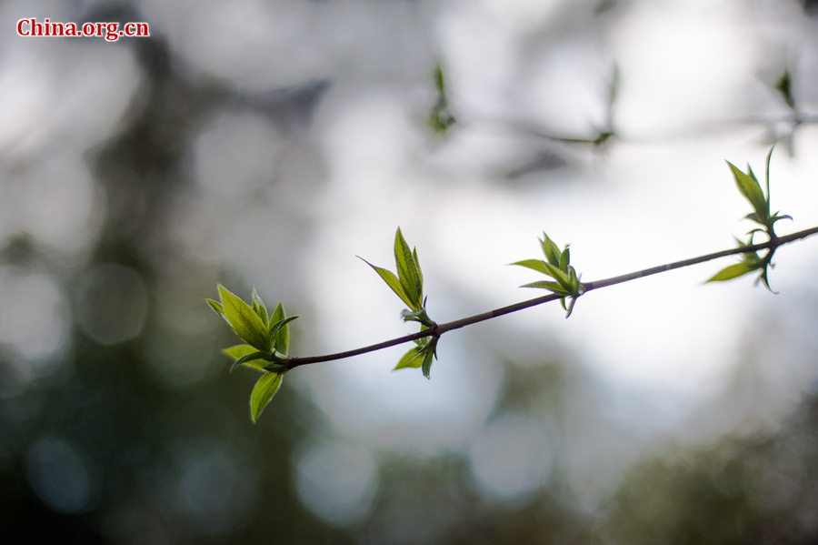 Flowers bloom and green leaves reappear on trees' twigs at Tanzhe Temple, a Buddhist monastery in Beijing's western suburb, in full spring on Thursday, April 2, 2015. [Photo by Chen Boyuan / China.org.cn]