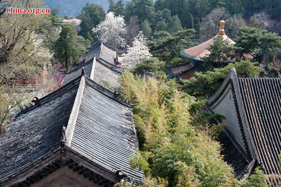 Flowers bloom and green leaves reappear on trees' twigs at Tanzhe Temple, a Buddhist monastery in Beijing's western suburb, in full spring on Thursday, April 2, 2015. [Photo by Chen Boyuan / China.org.cn]