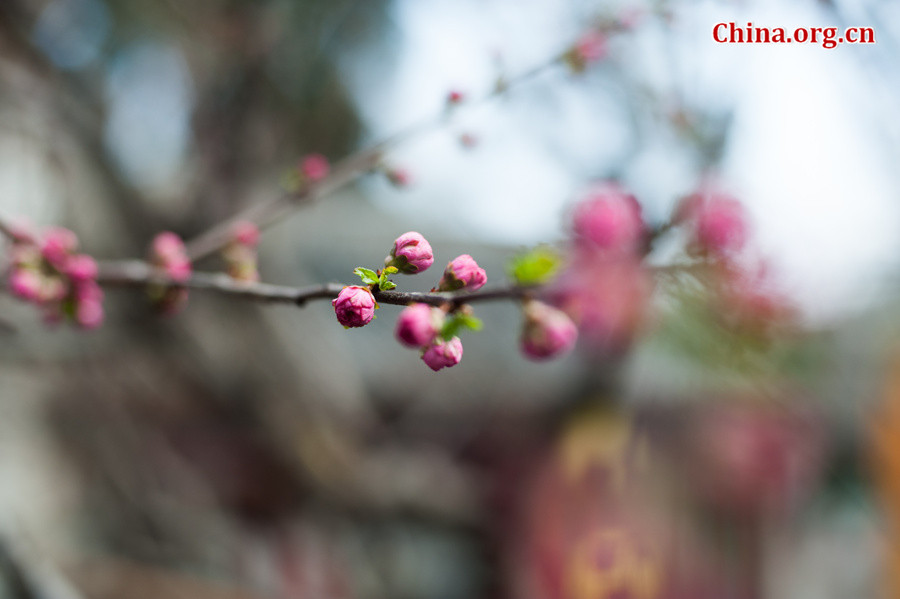 Flowers bloom and green leaves reappear on trees' twigs at Tanzhe Temple, a Buddhist monastery in Beijing's western suburb, in full spring on Thursday, April 2, 2015. [Photo by Chen Boyuan / China.org.cn]