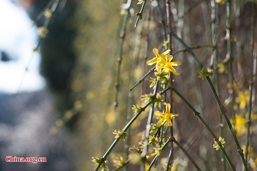 Flowers bloom and green leaves reappear on trees' twigs at Tanzhe Temple, a Buddhist monastery in Beijing's western suburb, in full spring on Thursday, April 2, 2015. [Photo by Chen Boyuan / China.org.cn]