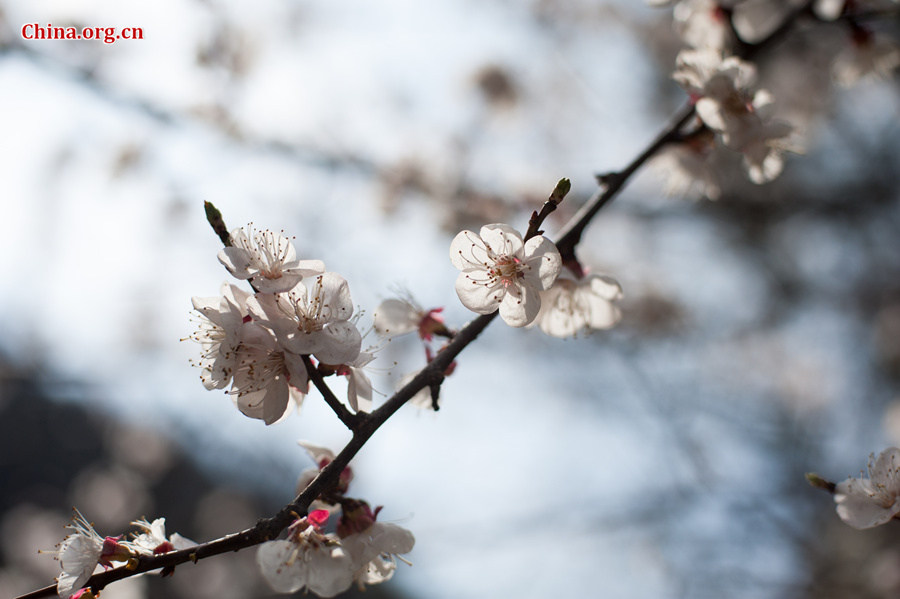 Flowers bloom and green leaves reappear on trees' twigs at Tanzhe Temple, a Buddhist monastery in Beijing's western suburb, in full spring on Thursday, April 2, 2015. [Photo by Chen Boyuan / China.org.cn]