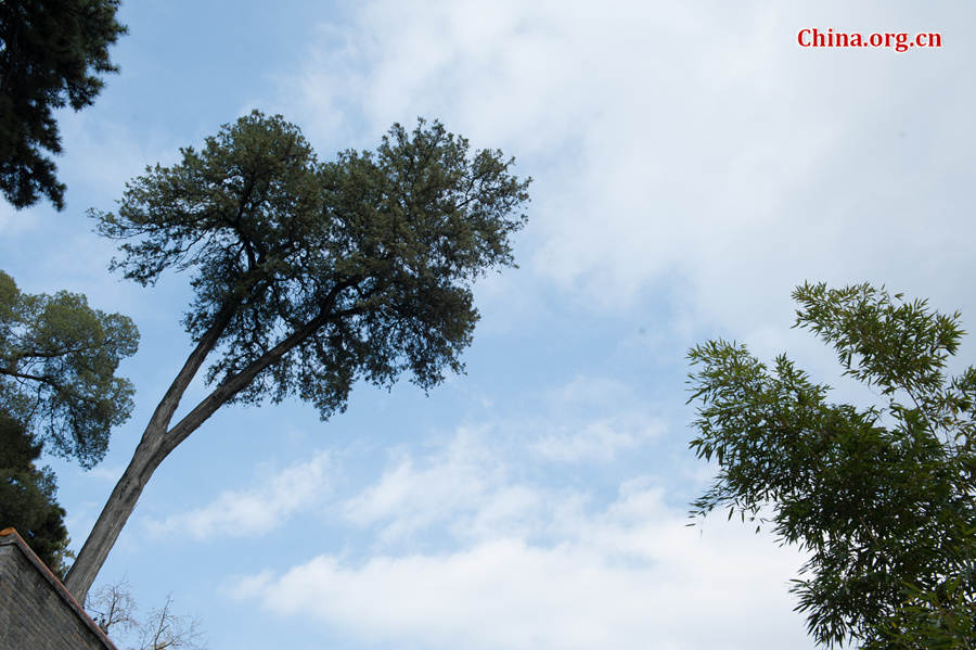 Flowers bloom and green leaves reappear on trees' twigs at Tanzhe Temple, a Buddhist monastery in Beijing's western suburb, in full spring on Thursday, April 2, 2015. [Photo by Chen Boyuan / China.org.cn]