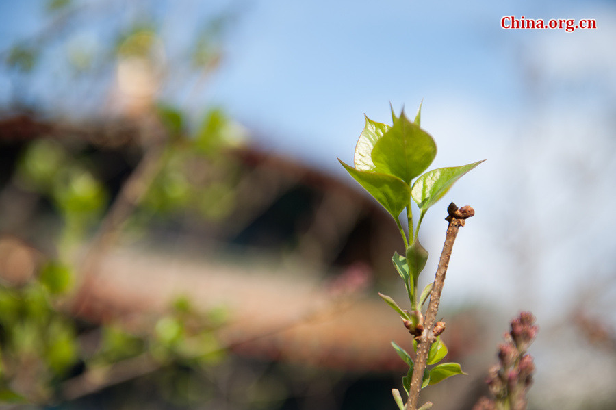 Flowers bloom and green leaves reappear on trees' twigs at Tanzhe Temple, a Buddhist monastery in Beijing's western suburb, in full spring on Thursday, April 2, 2015. [Photo by Chen Boyuan / China.org.cn]