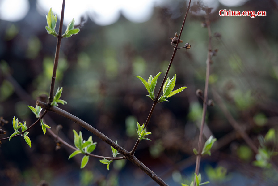 Flowers bloom and green leaves reappear on trees' twigs at Tanzhe Temple, a Buddhist monastery in Beijing's western suburb, in full spring on Thursday, April 2, 2015. [Photo by Chen Boyuan / China.org.cn]