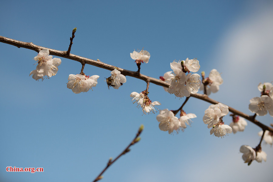 Flowers bloom and green leaves reappear on trees' twigs at Tanzhe Temple, a Buddhist monastery in Beijing's western suburb, in full spring on Thursday, April 2, 2015. [Photo by Chen Boyuan / China.org.cn]