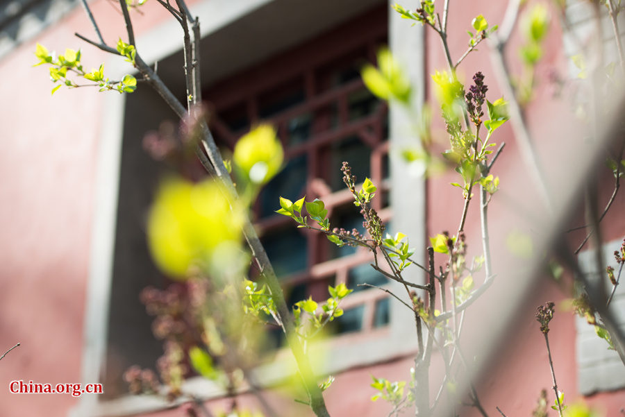 Flowers bloom and green leaves reappear on trees' twigs at Tanzhe Temple, a Buddhist monastery in Beijing's western suburb, in full spring on Thursday, April 2, 2015. [Photo by Chen Boyuan / China.org.cn]