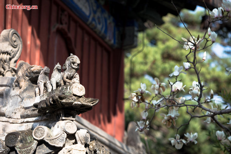 Flowers bloom and green leaves reappear on trees' twigs at Tanzhe Temple, a Buddhist monastery in Beijing's western suburb, in full spring on Thursday, April 2, 2015. [Photo by Chen Boyuan / China.org.cn]